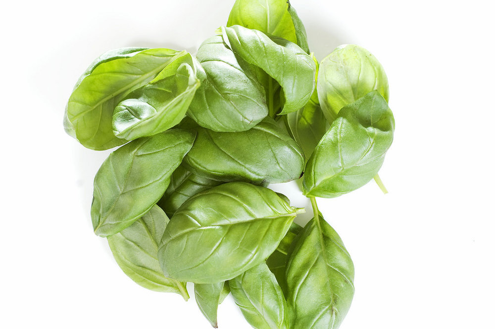 Albahaca