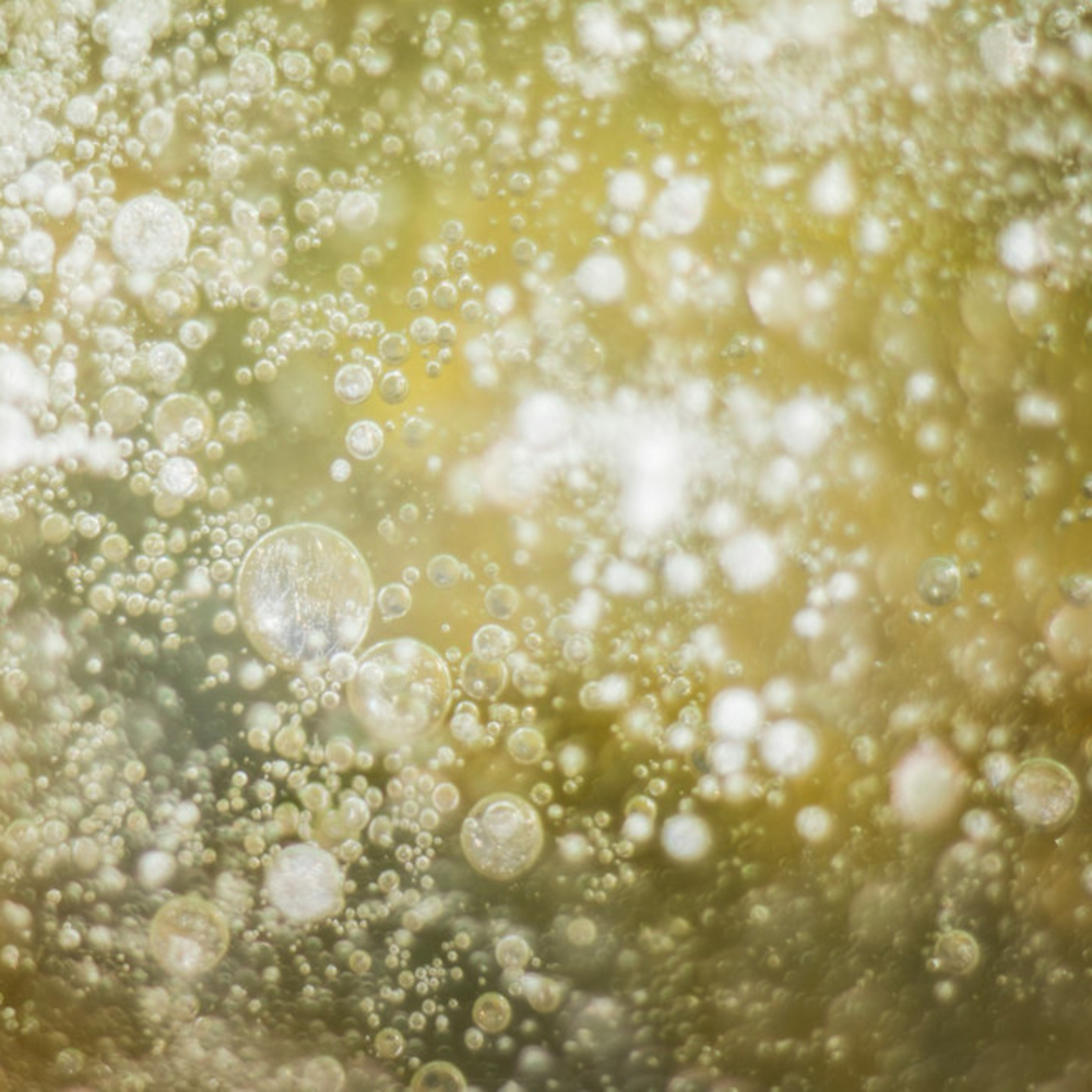 Champagne blanc de noirs Brut