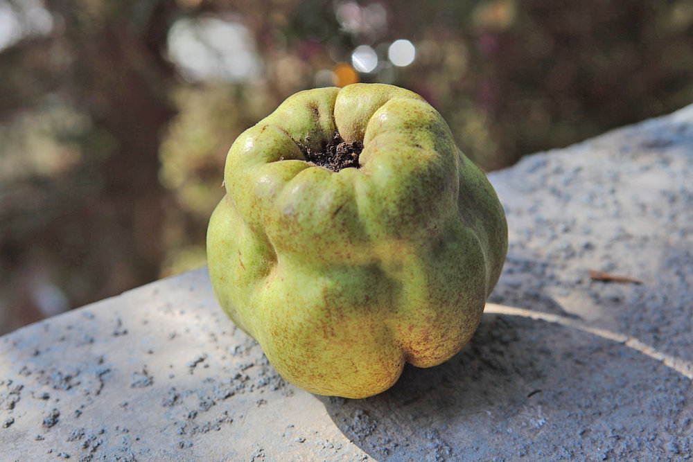 Quince liqueur