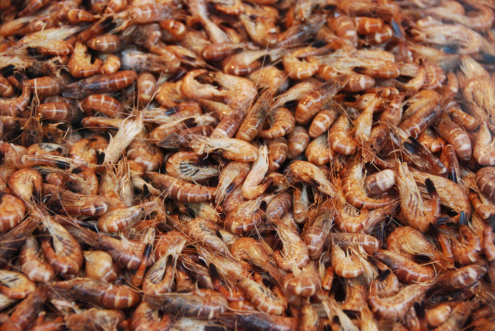Crevettes grises