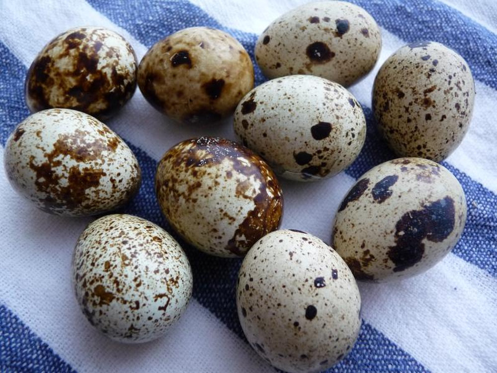 Oeufs de caille