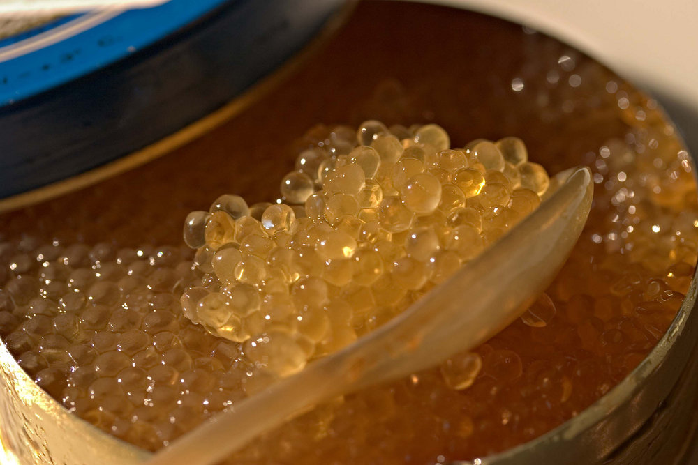 Trout roe