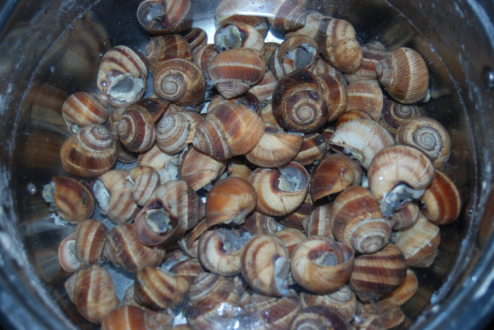 Gratin d'escargots
