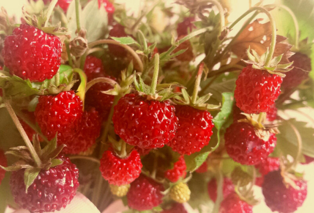 Fraises des bois