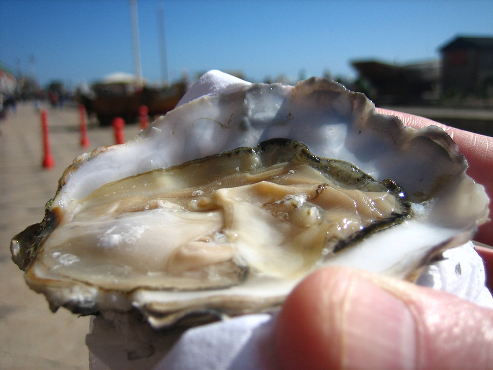 Fines de claire oyster
