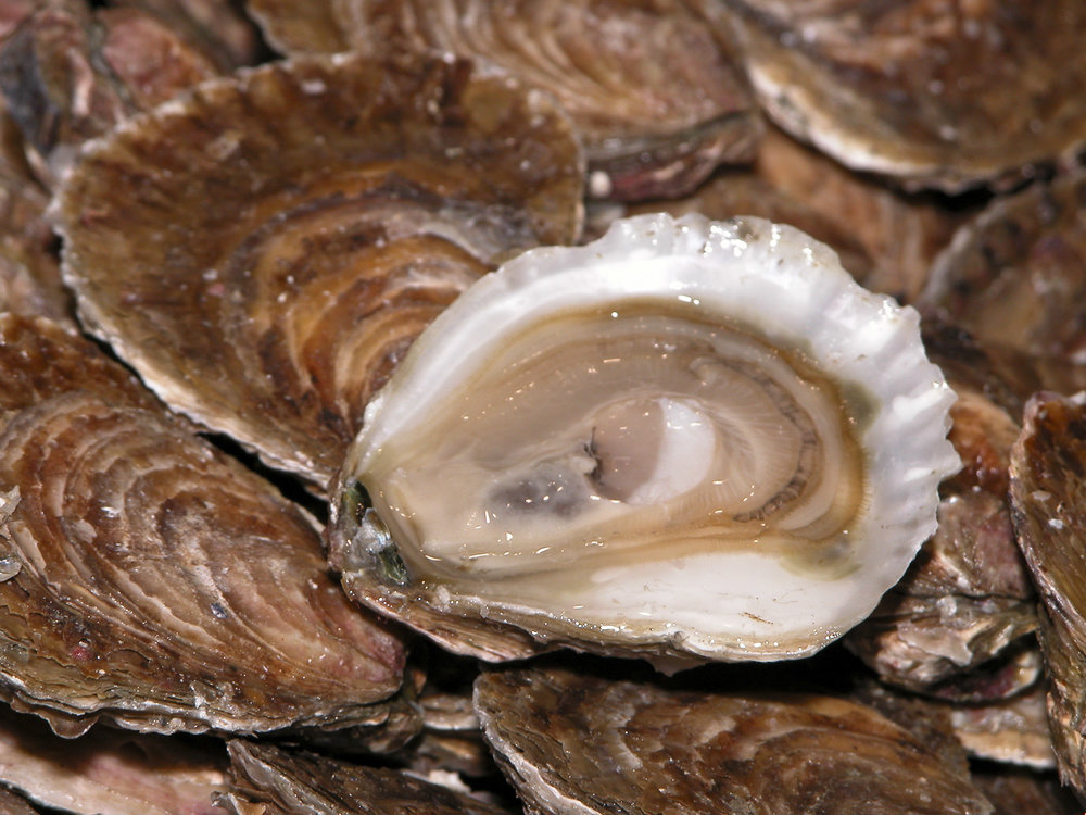 Arcachon gravettes prepared Bordelaise-style