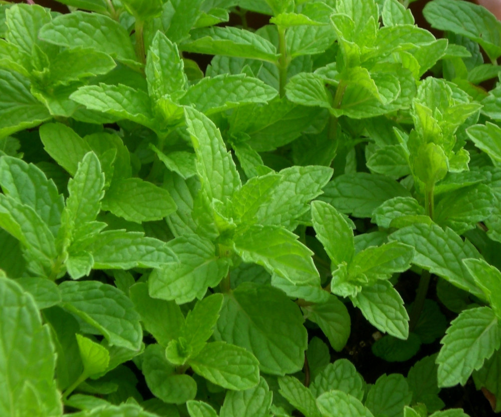 Menthe