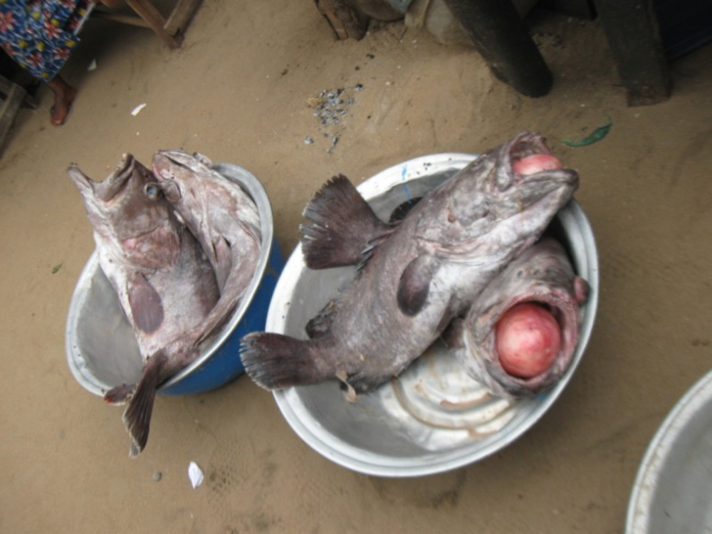 Mérou en papillote