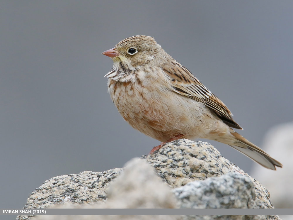 Ortolan