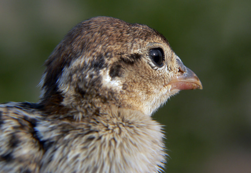 Young partridge in parchment
