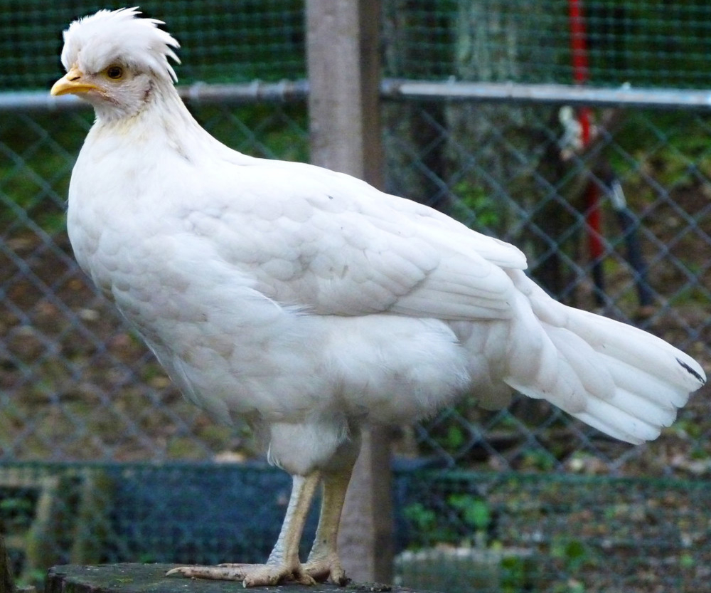 Poulette aux épices douces
