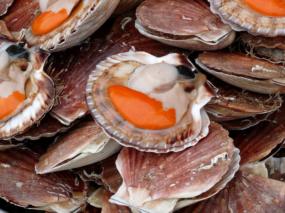 Coquilles Saint-Jacques à l'américaine