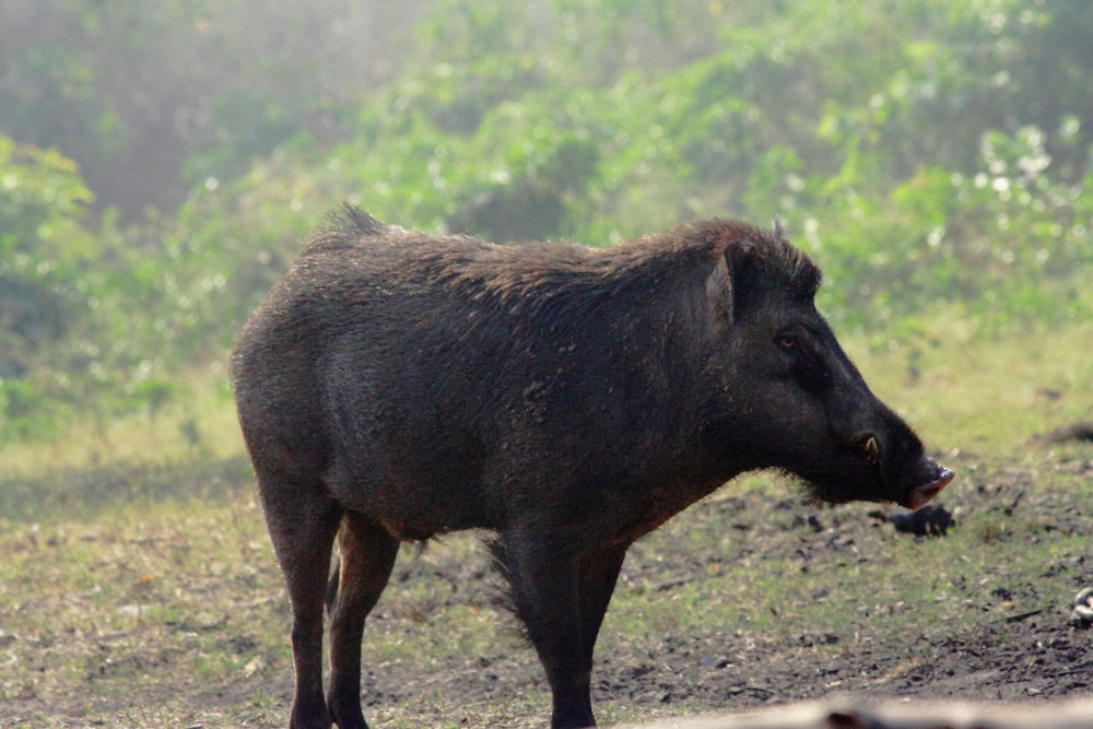 Daube de jabalí